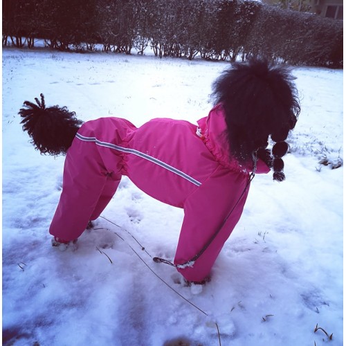 Poodle dežni plašček po meri